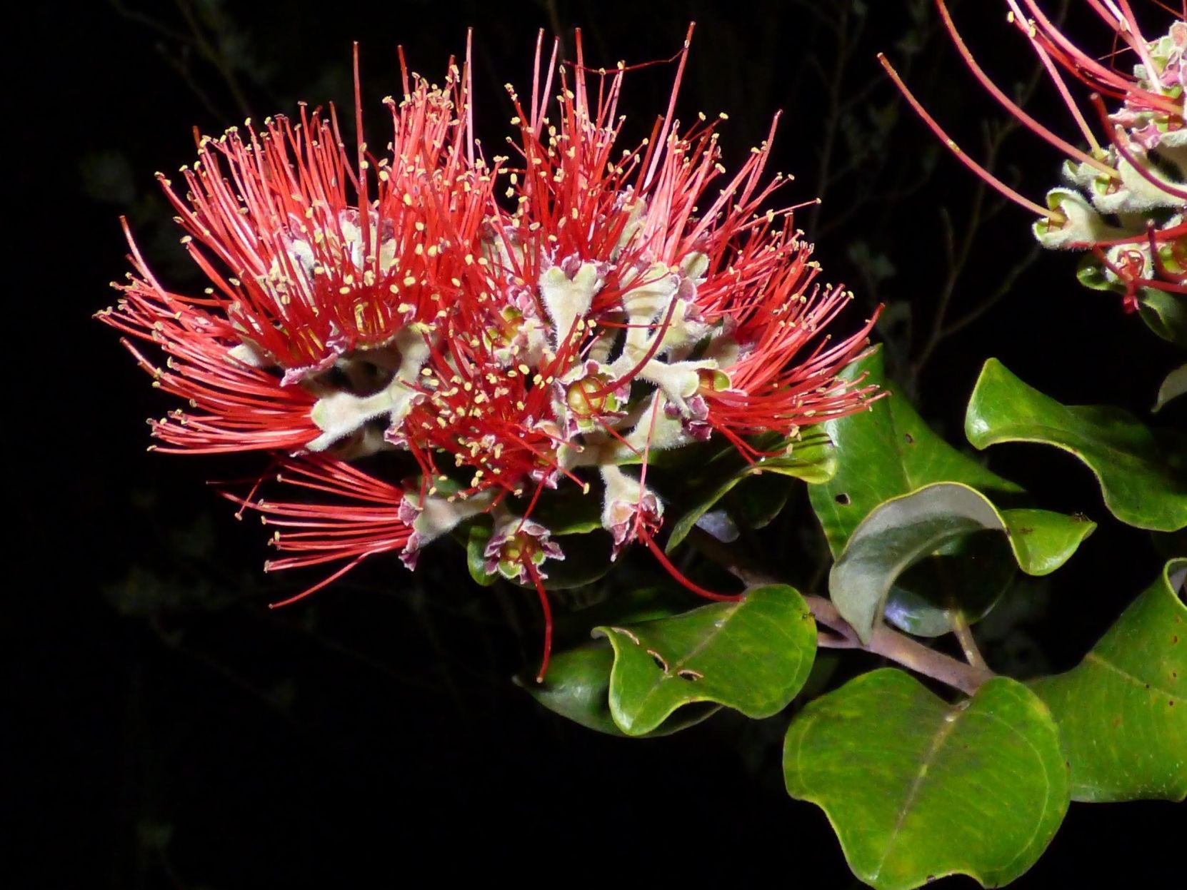 Ōhiʻa flower